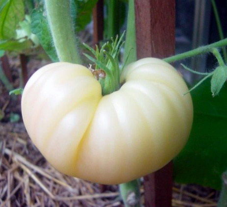 paradajz beli