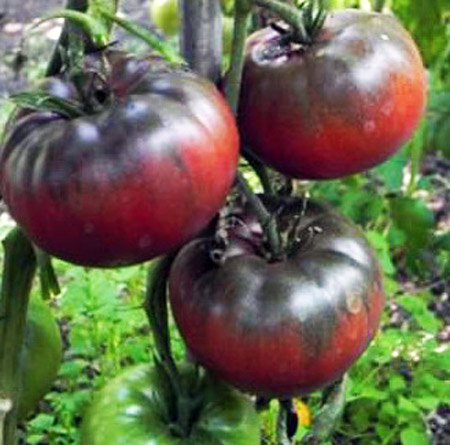 paradajz black tula