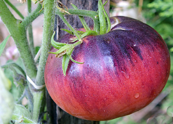 paradajz black beauty