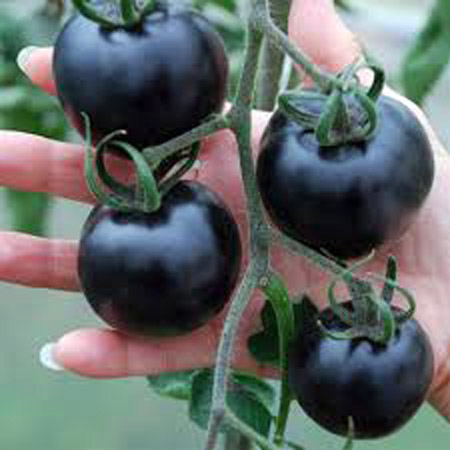 paradajz grozdasti crni