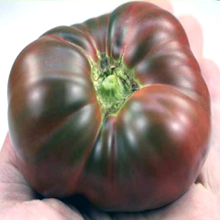 paradajz indijanski