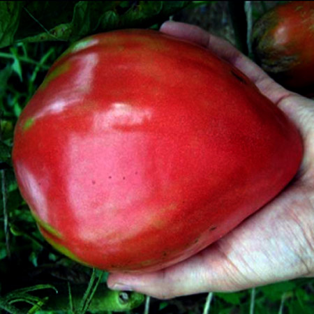 paradajz kosovsko srce