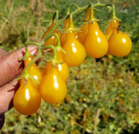 paradajz pear yellow zuta kruskica