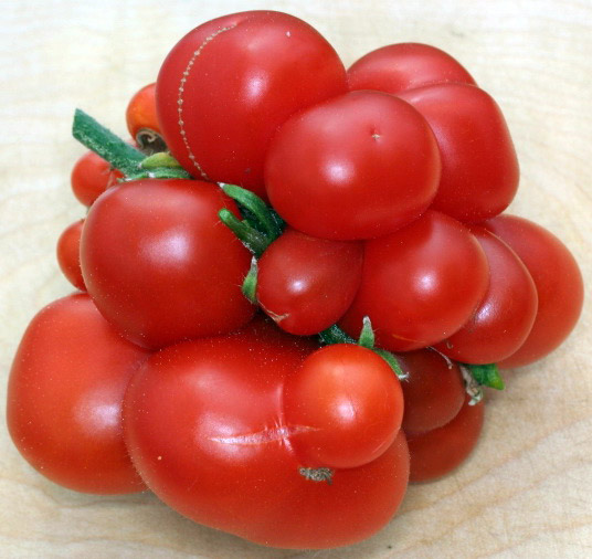 paradajz putnicki paradajz