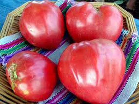 paradajz volovsko srce
