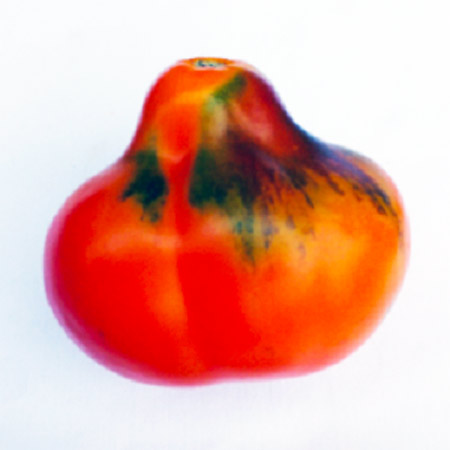 paradajz aladinova lampa