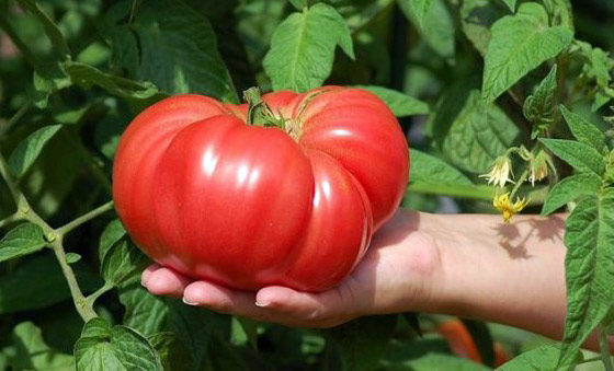 paradajz ausie