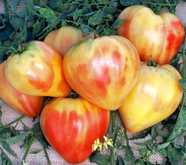 paradajz bivolje srce