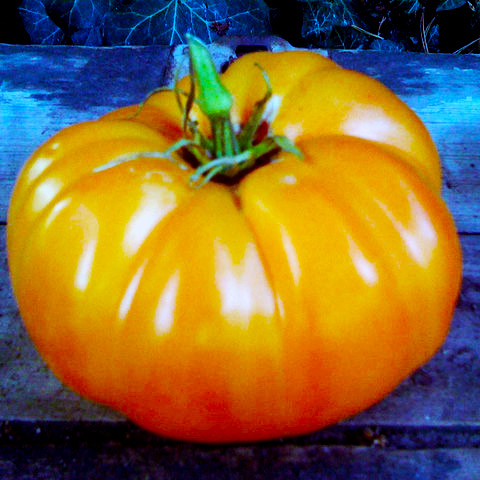 paradajz carotina