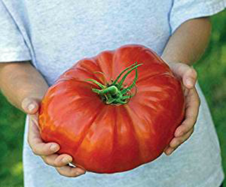 paradajz delicious giant
