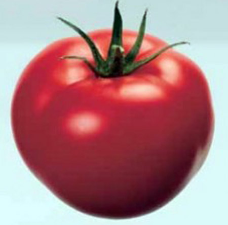 paradajz domaci jabucar