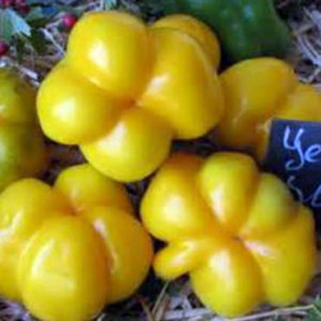 paradajz jaune za punjenje