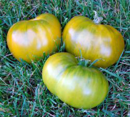 paradajz kiwi