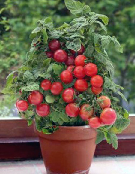 paradajz maja