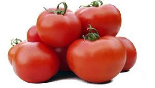 paradajz samoborski