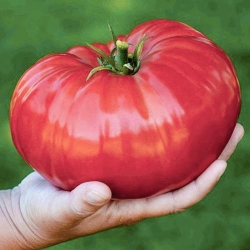 paradajz zora