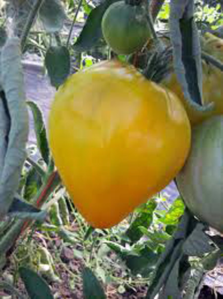 paradajz zuto srce